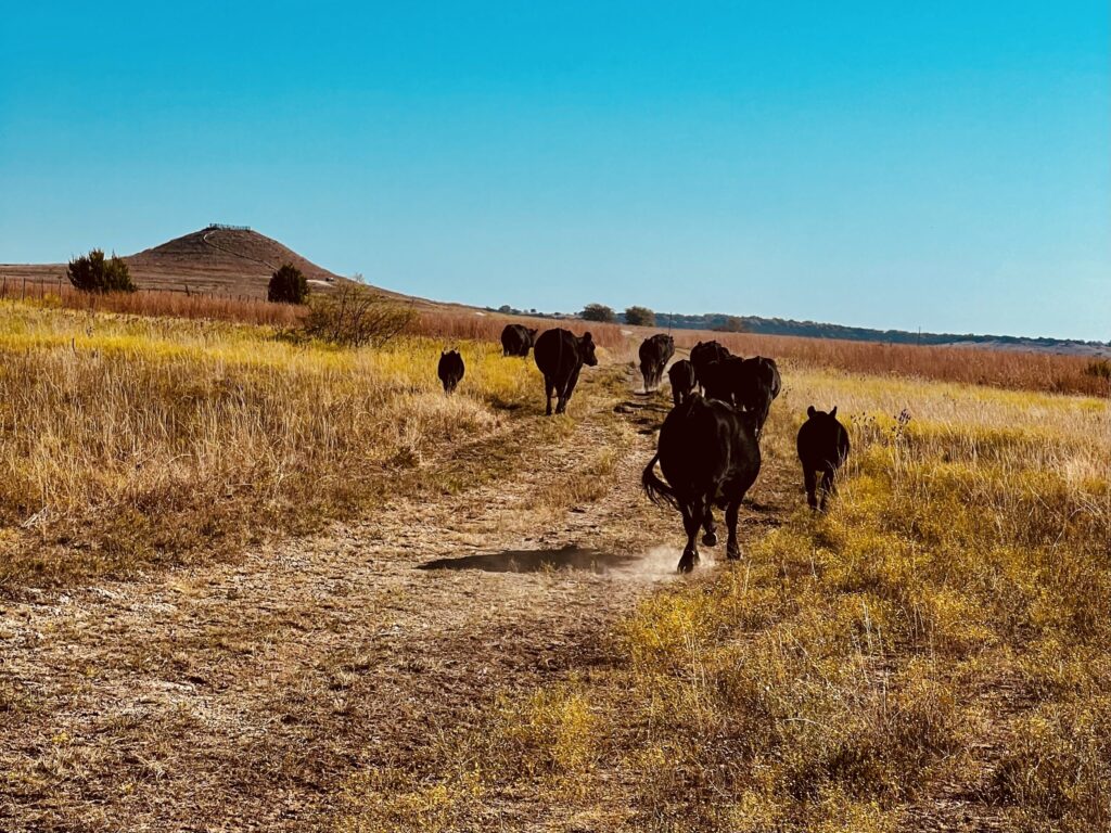 Rough Creek Lodge Ranch and Resort cattle drive