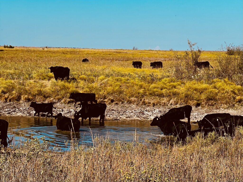Rough Creek Lodge Ranch and Resort cattle drive